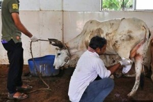 animal husbandry