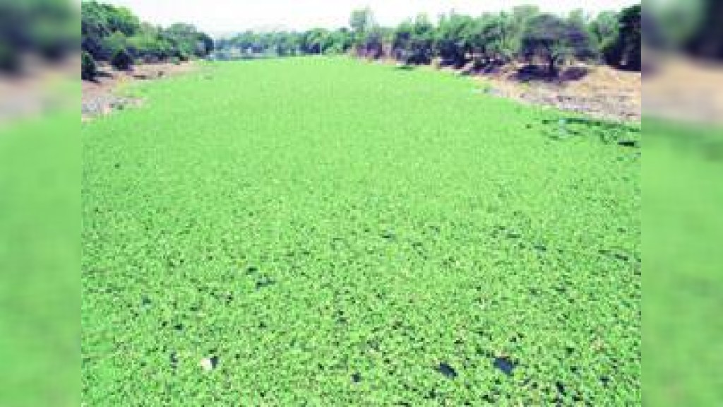 aquatic plants in Pavana Mula Indrayani river basin