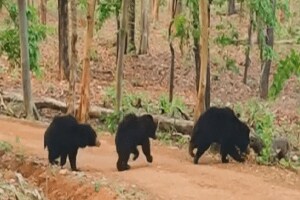 bears in Nagzira for honey
