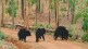 bears in Nagzira for honey