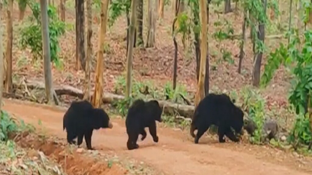 bears in Nagzira for honey