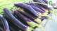 Surprising Benefits of vegetable king Eggplant