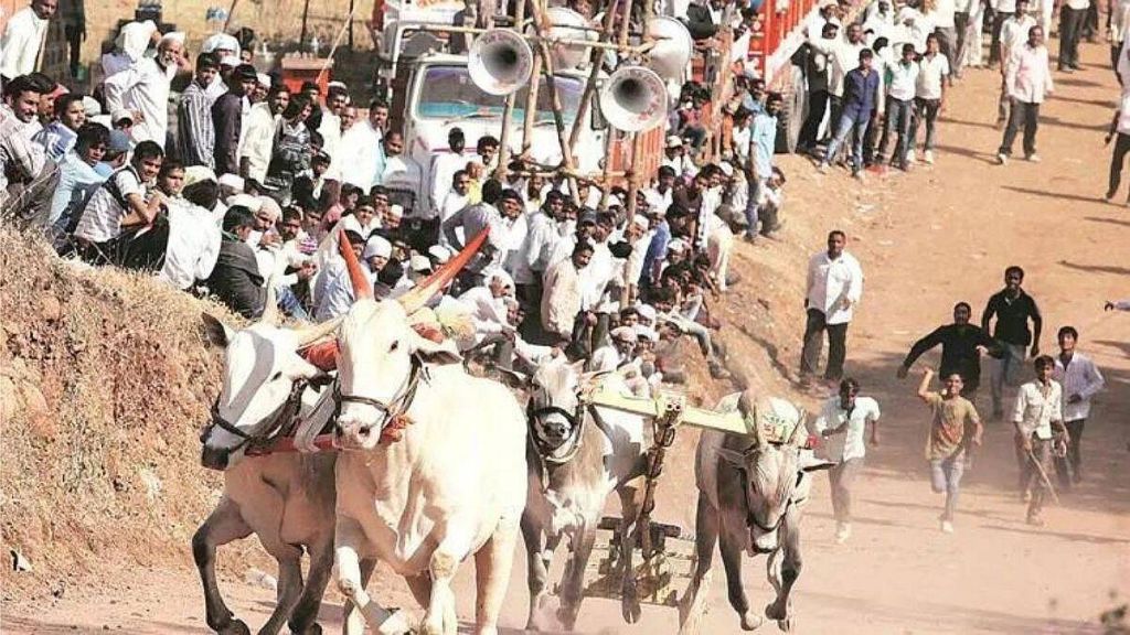 bullcart race