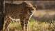madhya pradesh government not ready to shift namibian cheetah in other states