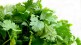 Reduction in price of coriander