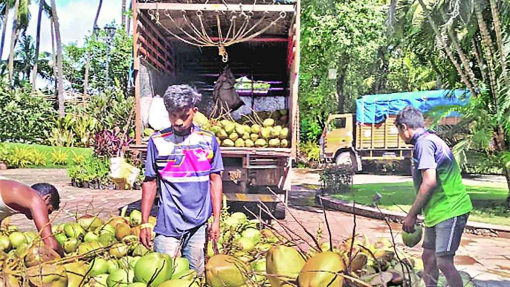 coconut production in palghar