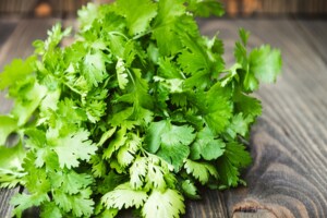 navi mumbai coriander rates increased APMC