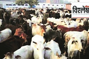 cow vishleshan