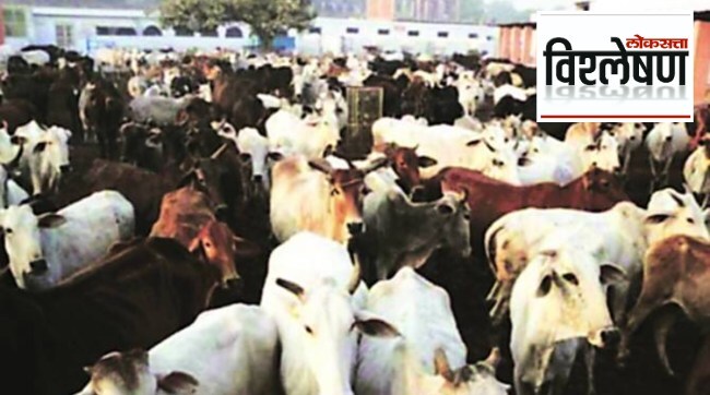 cow vishleshan