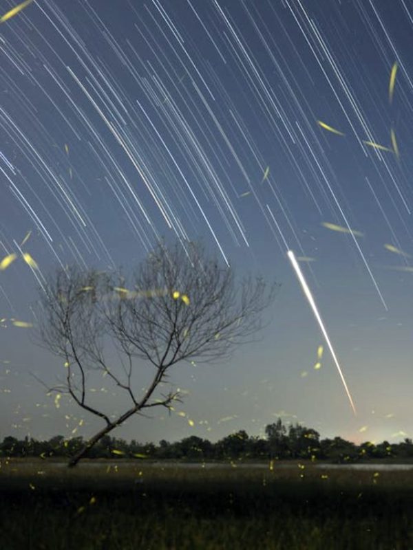 Fireflies In Maharashtra
