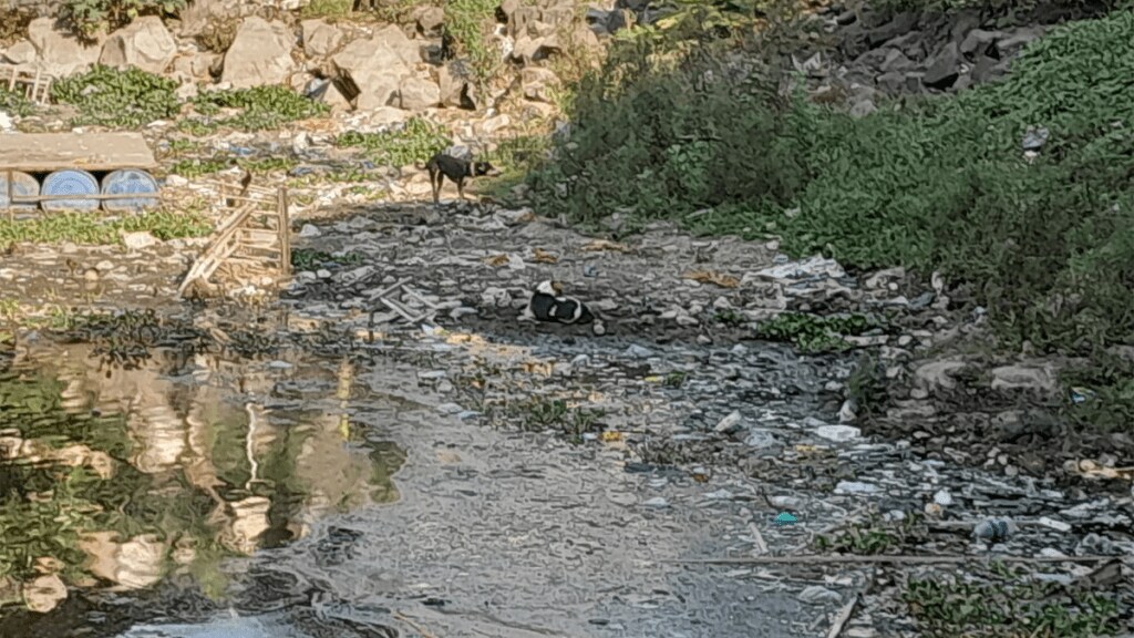 dead fish khambalpada lake thakurli dombivli