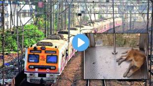 Watch Dog Takes Mumbai Local Train Everyday For Commute Internet Reacts sgk 96