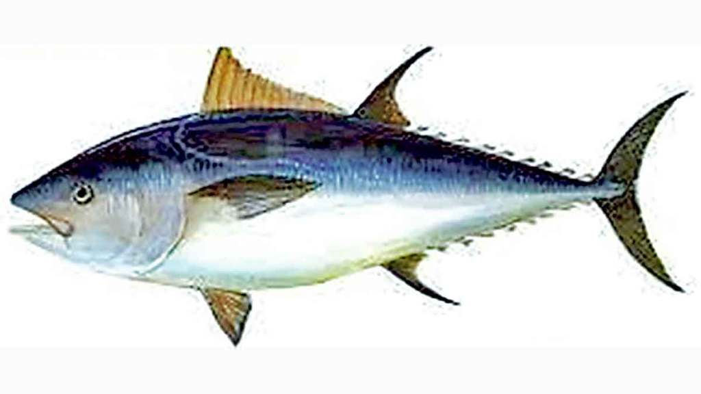 world tuna day 2023