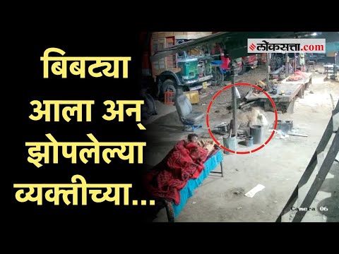 CCTV: झोपलेल्या कुत्र्याची बिबट्याने केली शिकार!; थरारक घटना कॅमेऱ्यात कैद | Leopard Attack Video