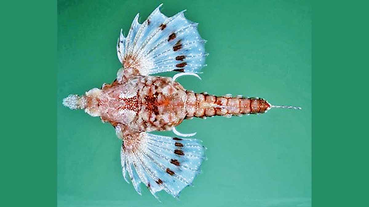 pegasus lancifer sculptured seamoth