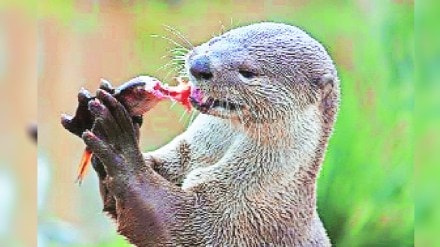 kutuhal World Otter Day