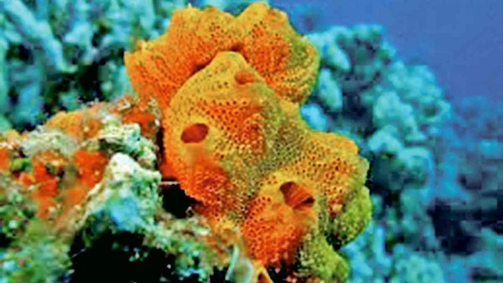 sponges species information