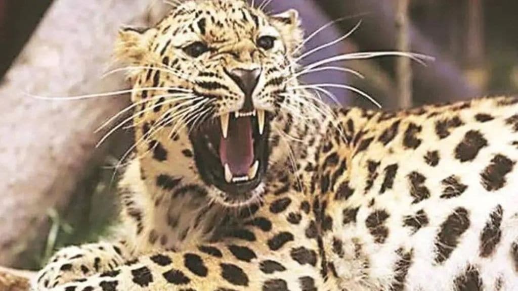 leopard attacked