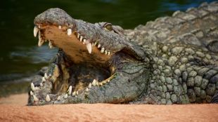 40 crocodiles attacked and kill 72-year-old man