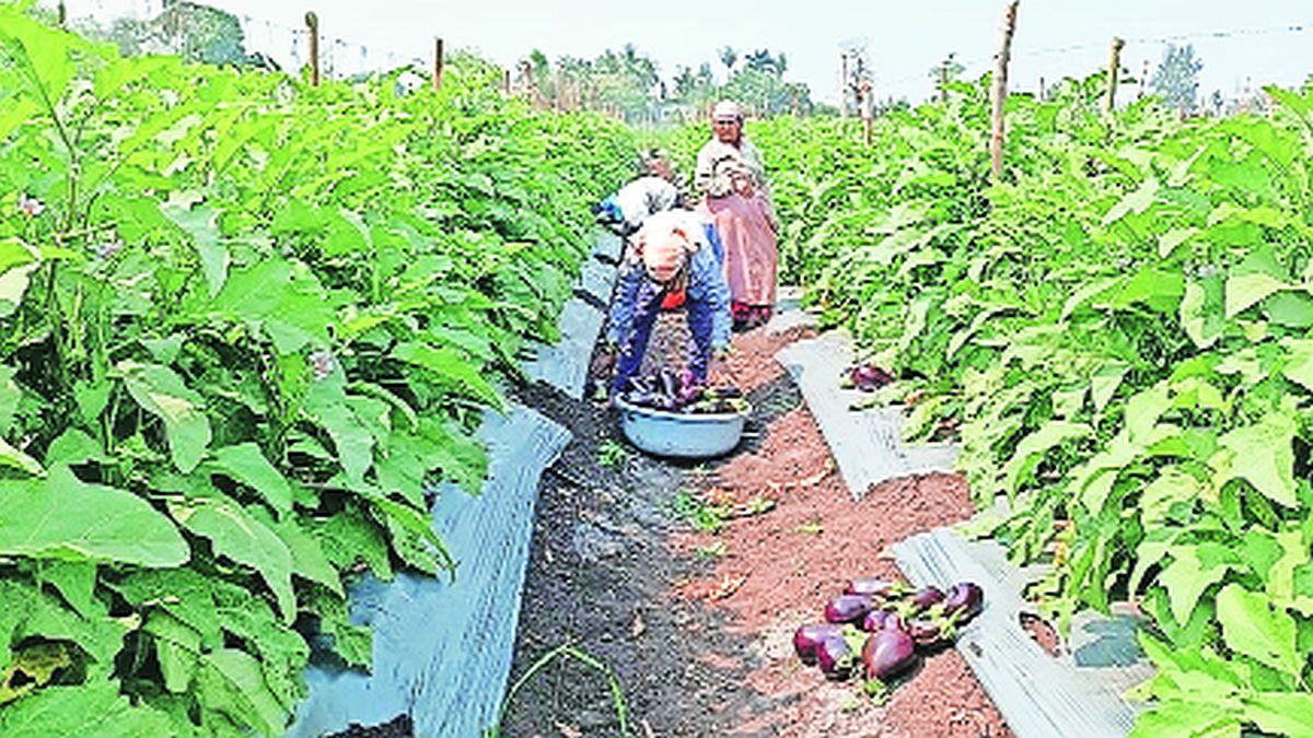 lokshivar brinjal