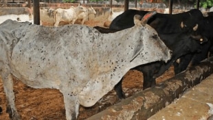 lumpy disease animals died chikhali gondia