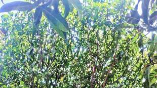 Uttan Hapus mango production