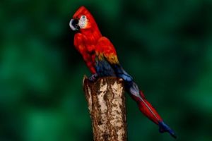 Optical Illusions bird or woman reddit photo Puzzle goes viral on social media