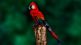 Optical Illusions bird or woman reddit photo Puzzle goes viral on social media