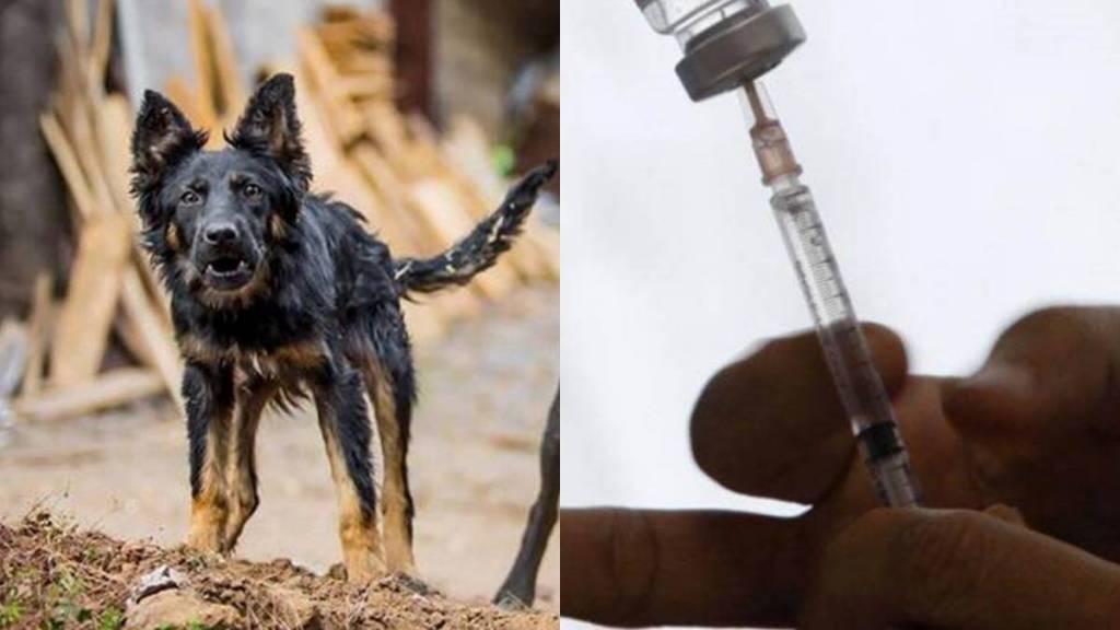 rabies vaccines