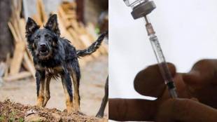 rabies vaccines