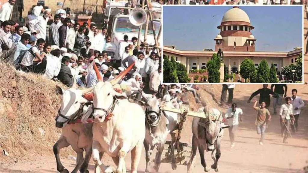 bullock cart racing in Maharashtra