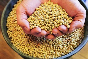 soyabean