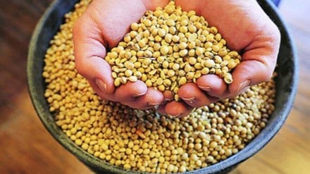 soyabean