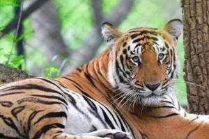 woman died tiger attack Wagholi Buti