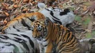 Tadoba, tigress, Vira, cubs; calves, tourists