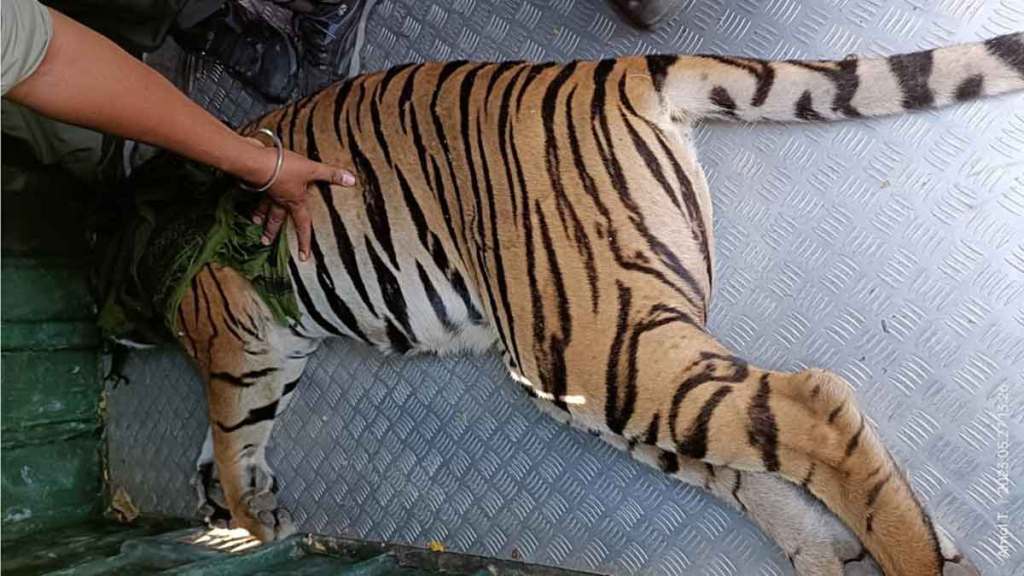 tigress captured in savali forest