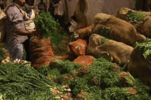 abundant production vegetables thane district