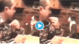 Video Cat Learns Sign Language To Make Deaf Owner Understand her Feelings ,Funny Kitten Goes Viral, Video Will Make You Emotional