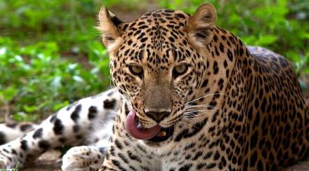 villagers demand to put cage to trapped leopard