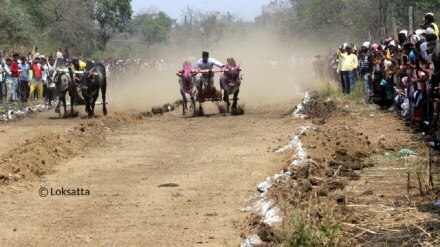 bullock cart race in Loni Kalbhor