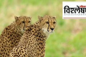 Cheetah project officials back to Africa
