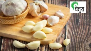 Garlic useful in heart disease