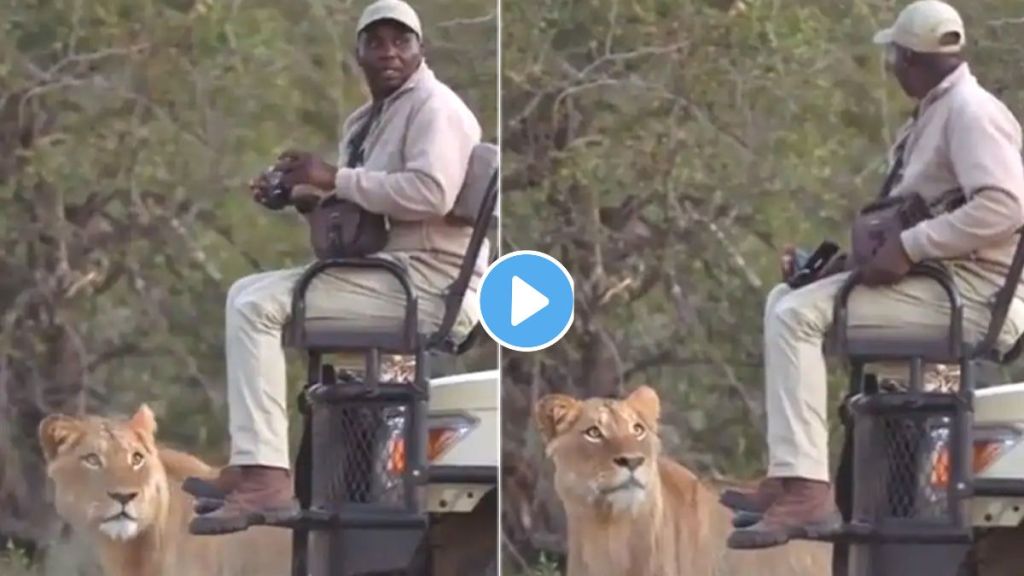 Lion vs Man Video Clip Viral
