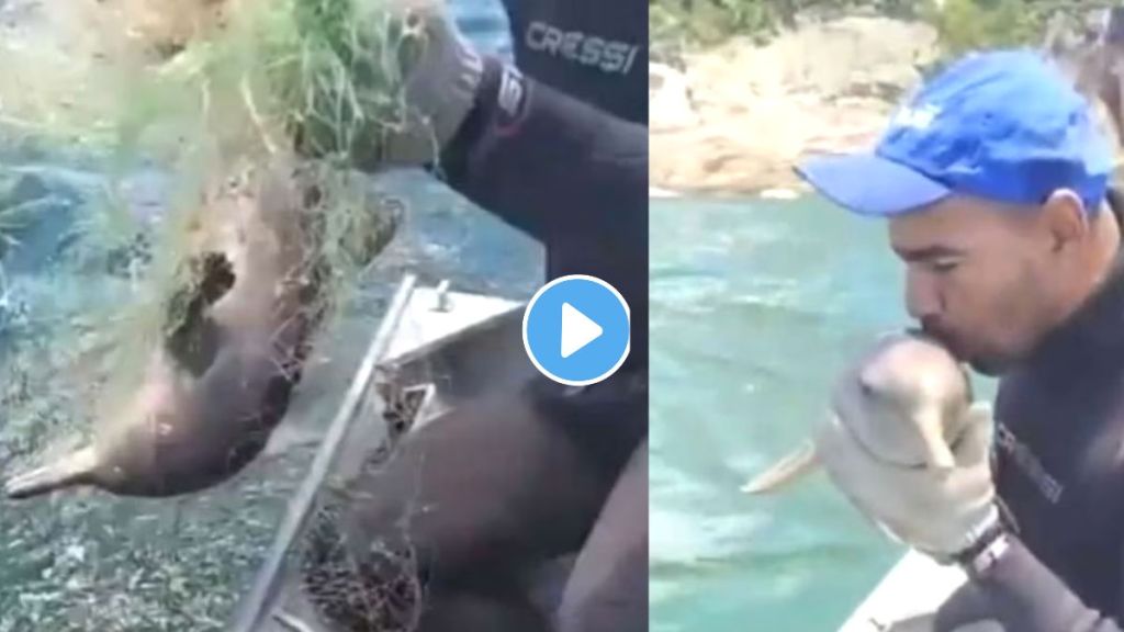 Man vs Dolphin Video Viral