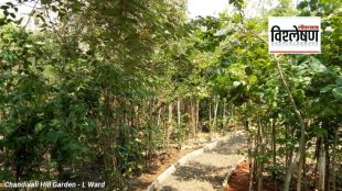 Miyawaki forest in mumbai