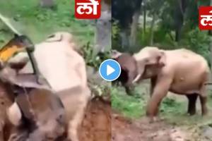 Elephant got stuck in a pit people saved its life using jcb video viral on social media