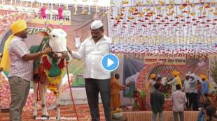 farmers celebrate cow dohale jevan program in kolhapur video viral on social media