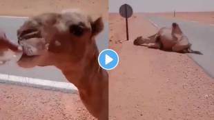 thirsty Camel video viral