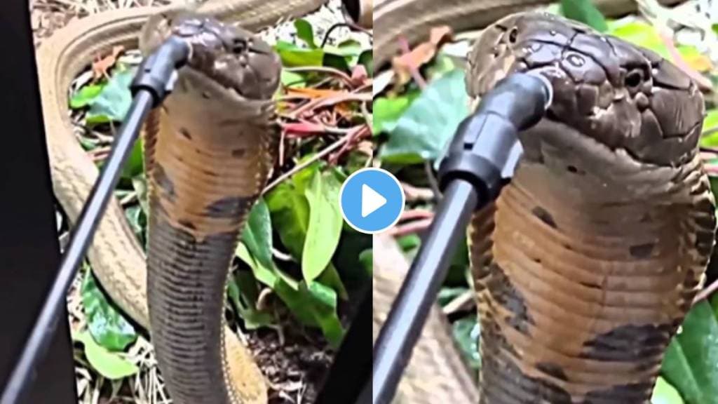 person fearfully fed water to a thirsty snake dangerous video