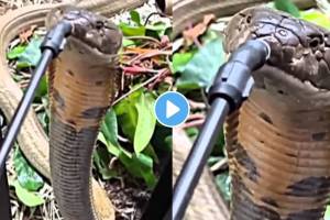 person fearfully fed water to a thirsty snake dangerous video